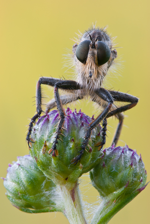 Machimus rusticus