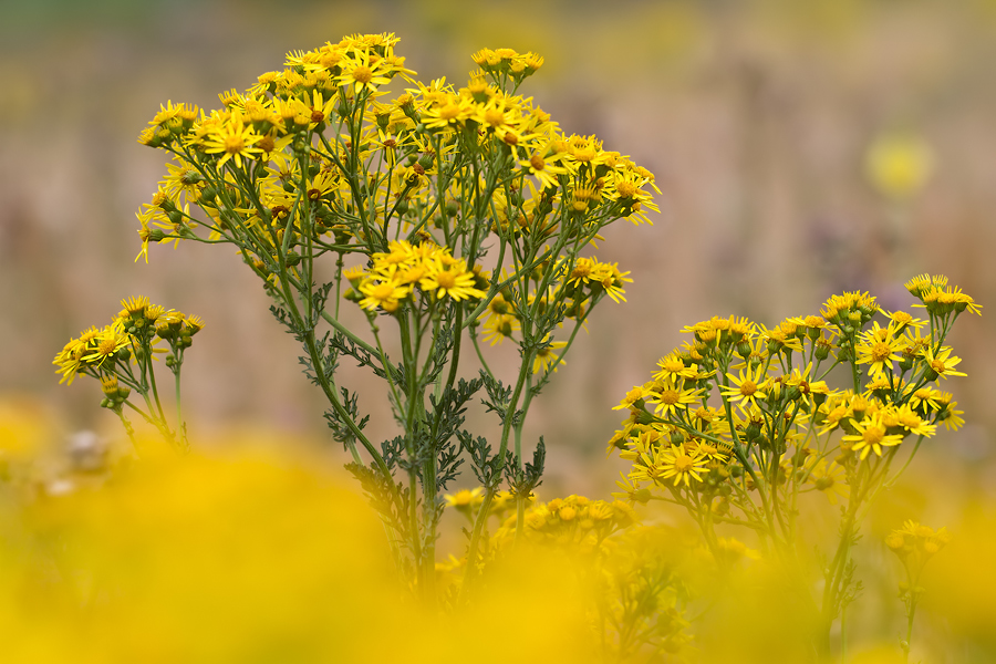 Jakobs-Greiskraut (Senecio jacobaea)