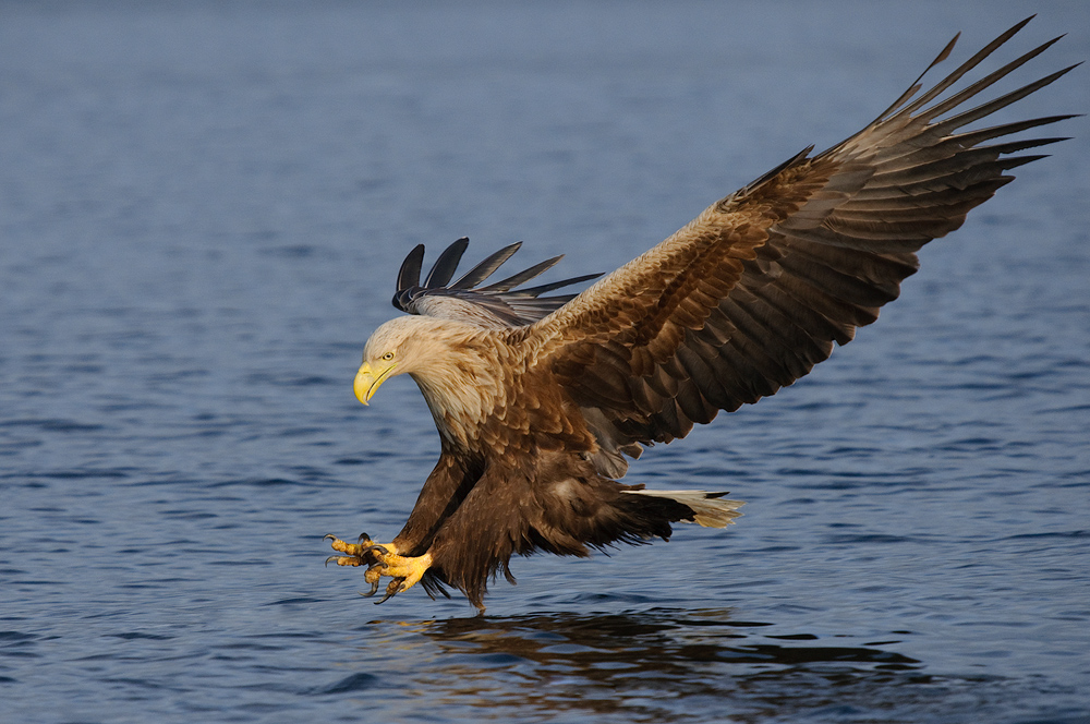 Seeadler beim Fischfang