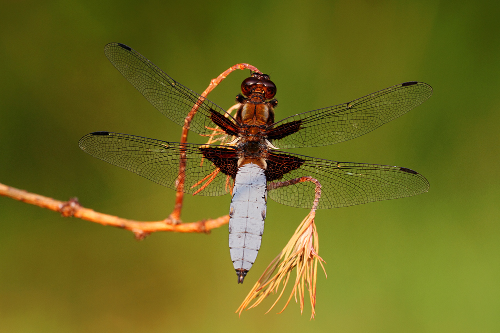 Plattbauchlibelle