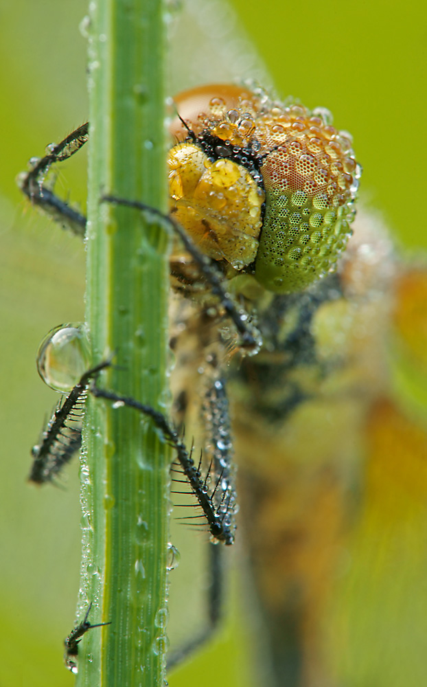 Weibchen der Schwarzen Heidelibelle