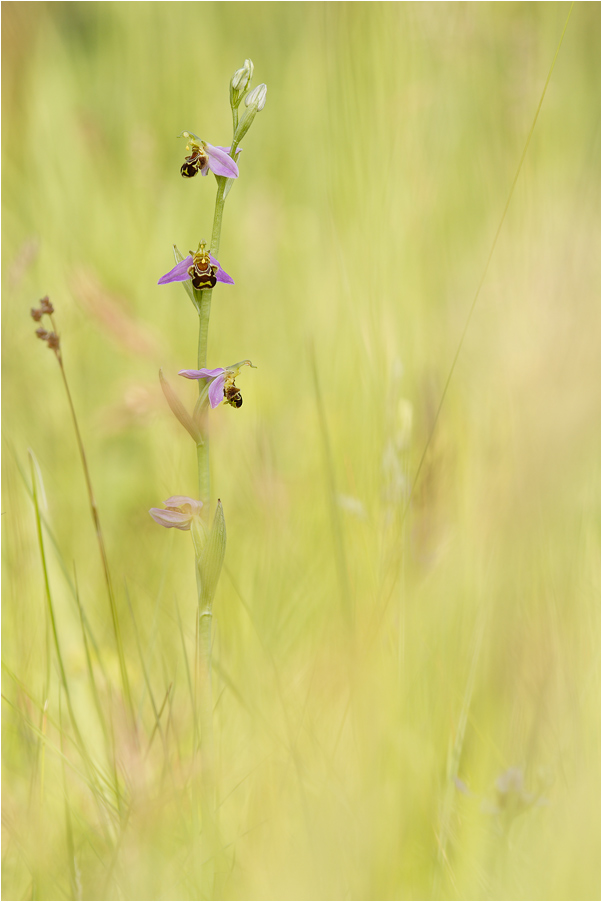 Biene im Habitat