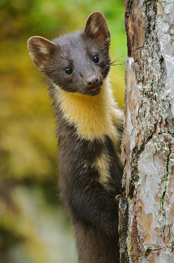 Baummarder (Martes martes) (Forum für Naturfotografen)