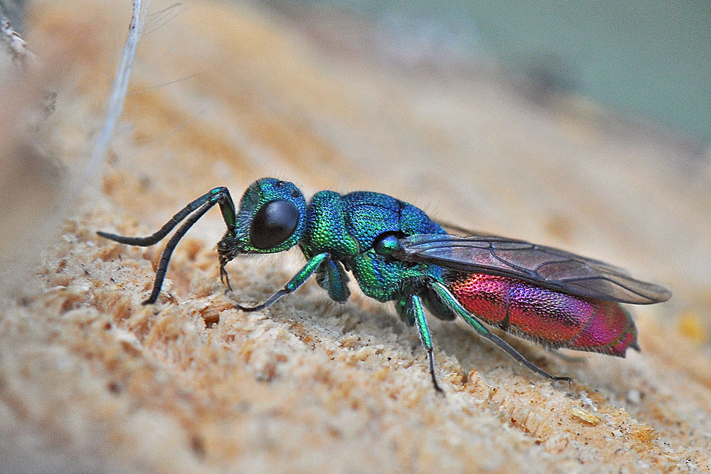 Goldwespe (Chrysis ignita)