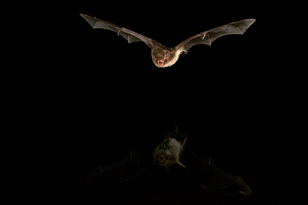 Myotis daubentonii