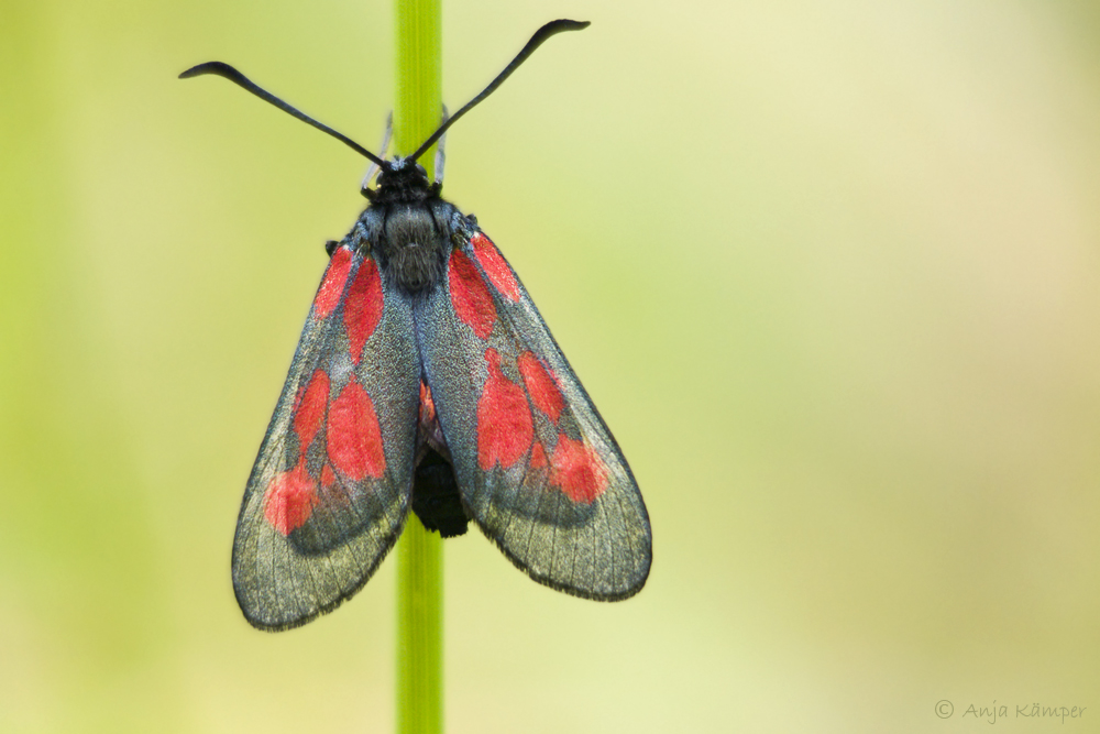Sumpfhornklee-Widderchen ???