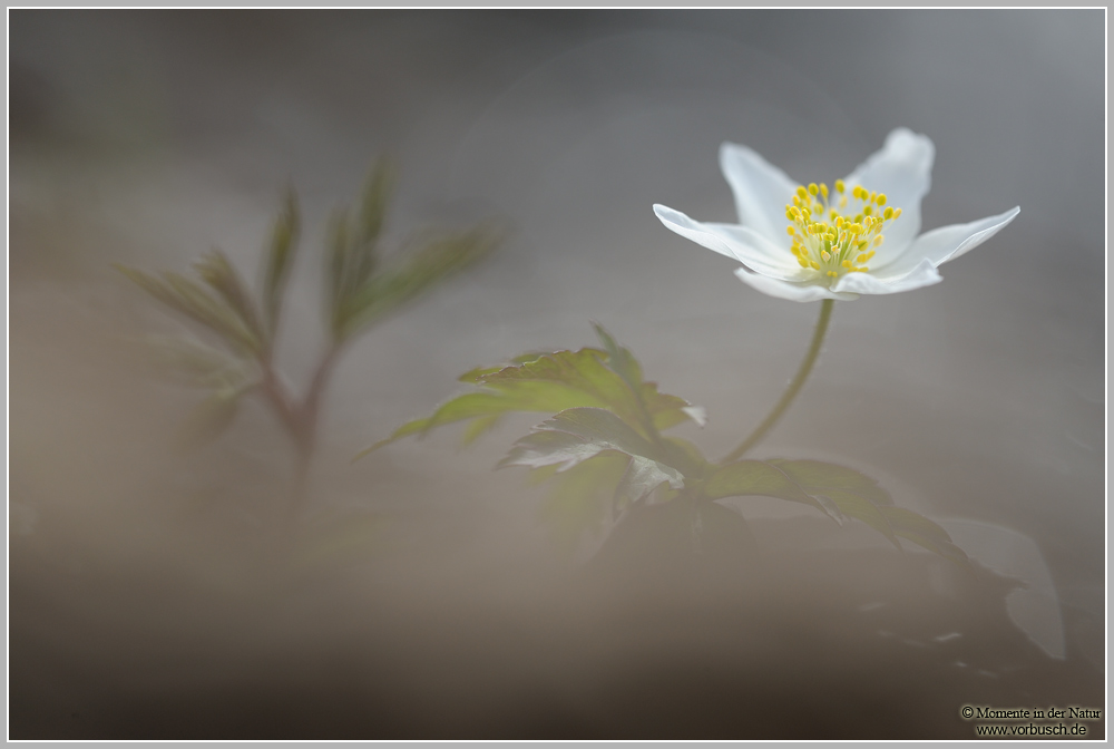 Buschwindröschen (Anemone nemorosa)