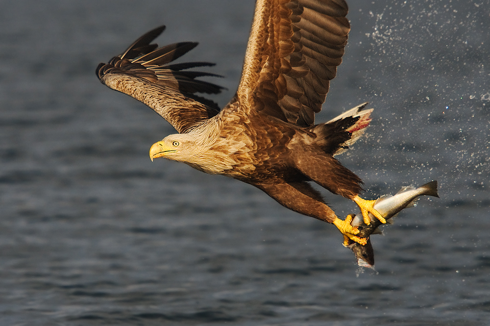 Erbeutet - Seeadler (Haliaeetus albicilla)