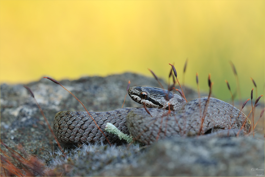 Coronella austriaca