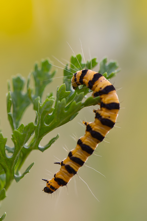 aktive Raupe vom Jakobskrautbär (Thyria jacobaeae)