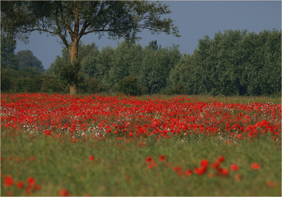 ~ Normandie 2010 I ~