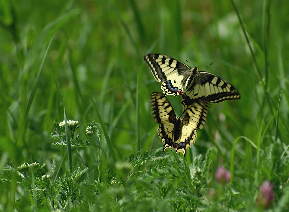 Liebesspiel.....