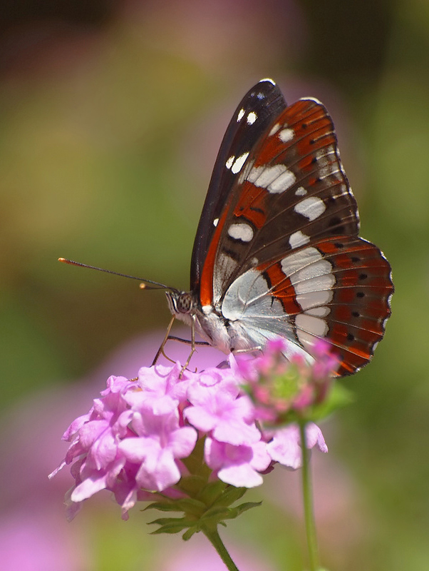 BLAUSCHWARZER EISVOGEL (LIMENITIS REDUCTA)