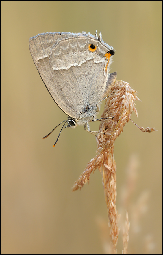 Blauer Eichenzipfelfalter - Neozephyrus quercus.