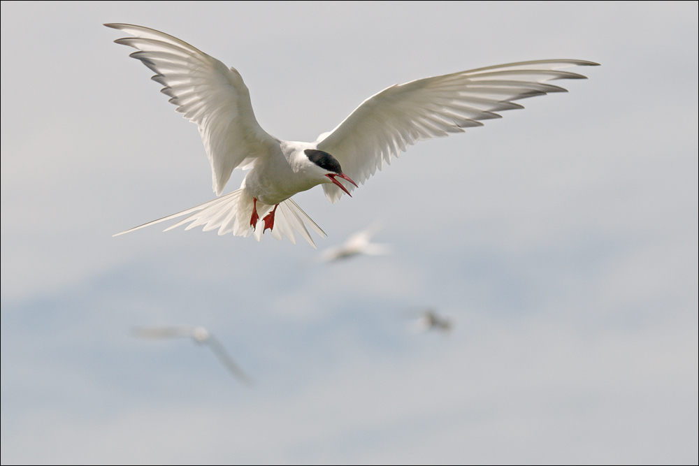 Arctic Tern