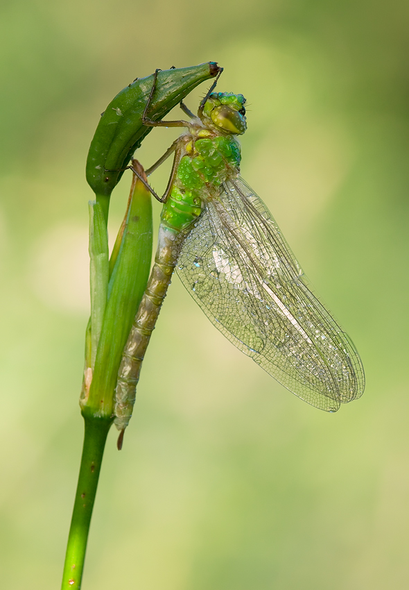 Anax imperator  - junge Weibchen