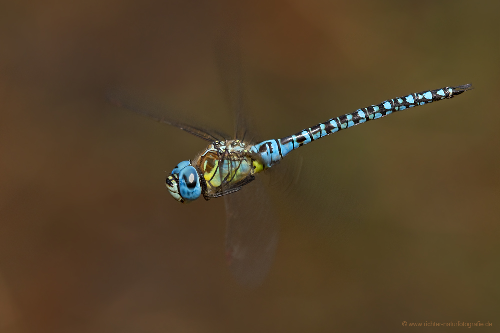 Aeshna affinis - Südliche Mosaikjungfer