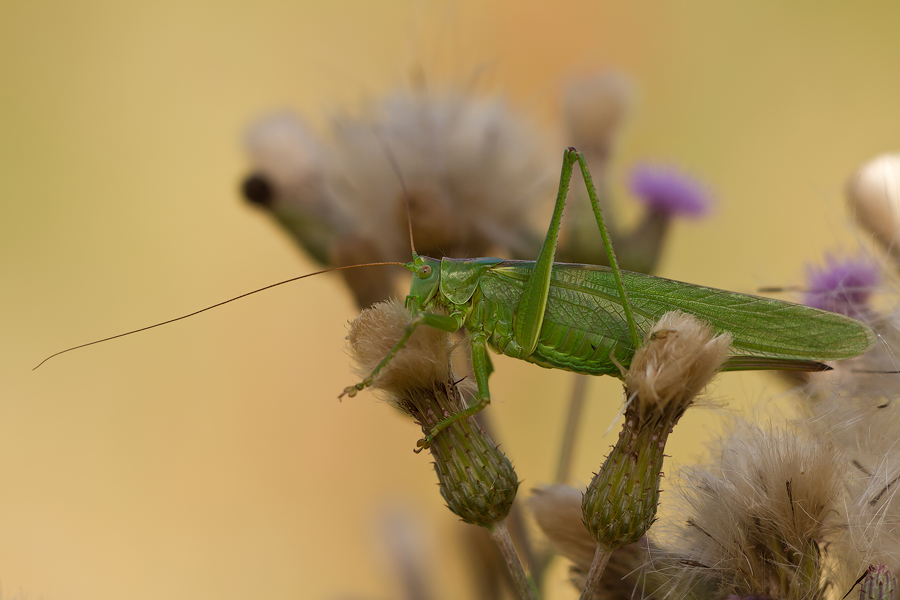 Grünes Heupferd (Tettigonia viridissima), Weibchen