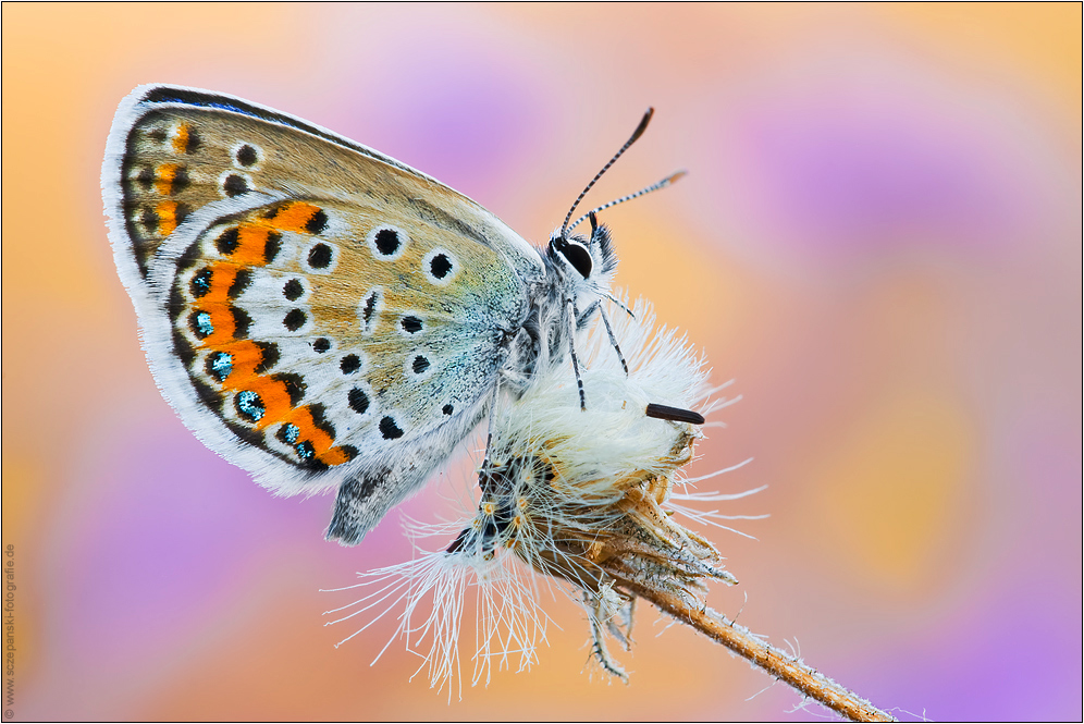 Argus-Bläuling (Plebejus argus)