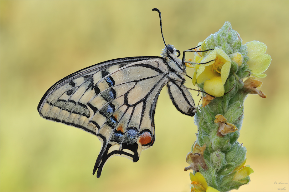 Papilio machaon