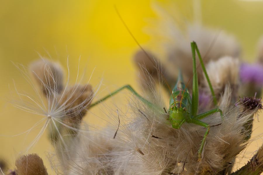Grünes Heupferd (Tettigonia viridissima), Weibchen II