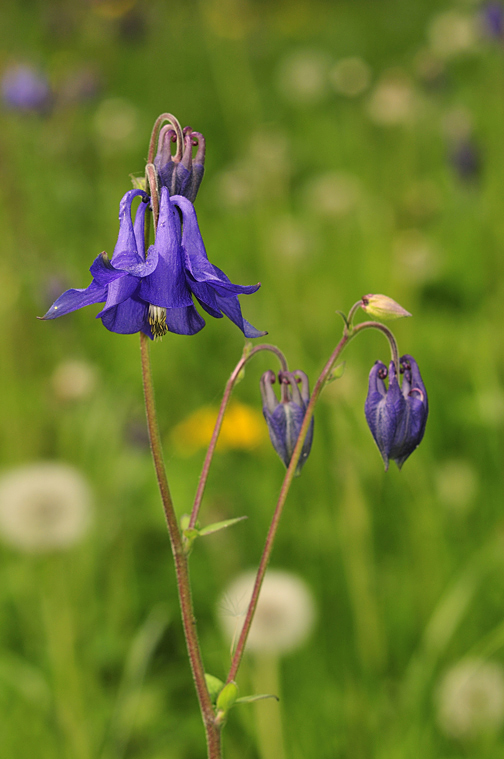 Die Blaue Blume - unbunt