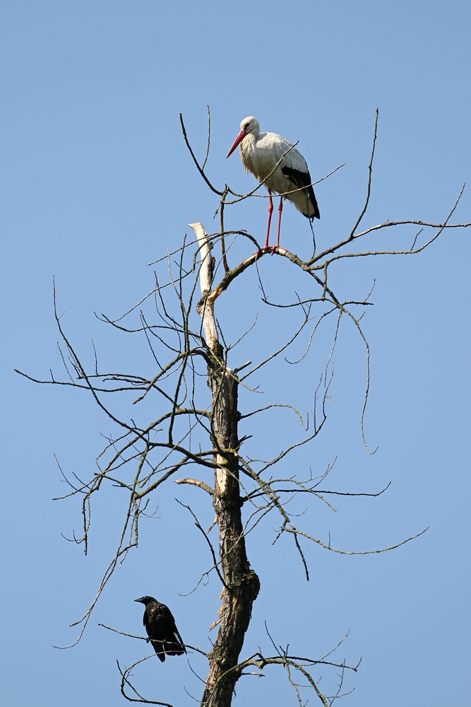 Sitzwarte