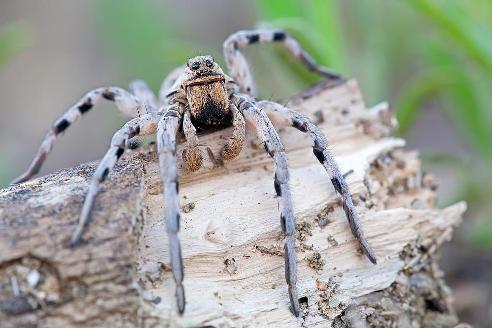 Lycosa narbonensis