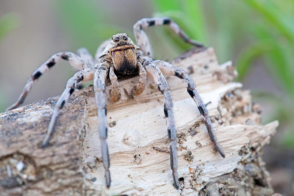 Lycosa narbonensis