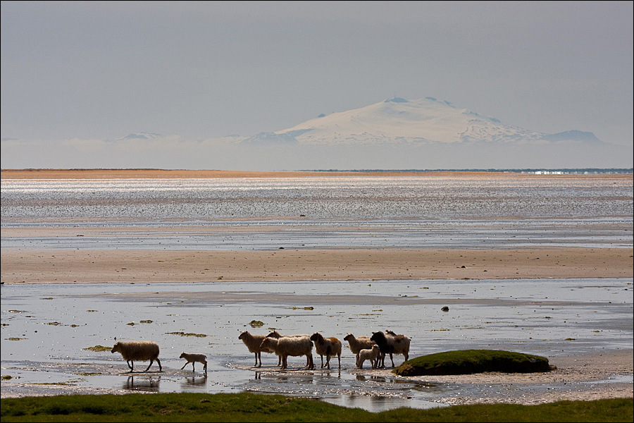 Rauðisandur (Roter Sand) mit Snaefellsjökull
