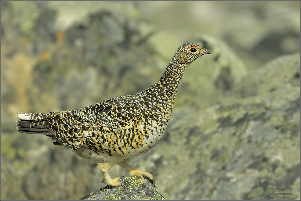 Alpenschneehuhn (Lagopus muta)