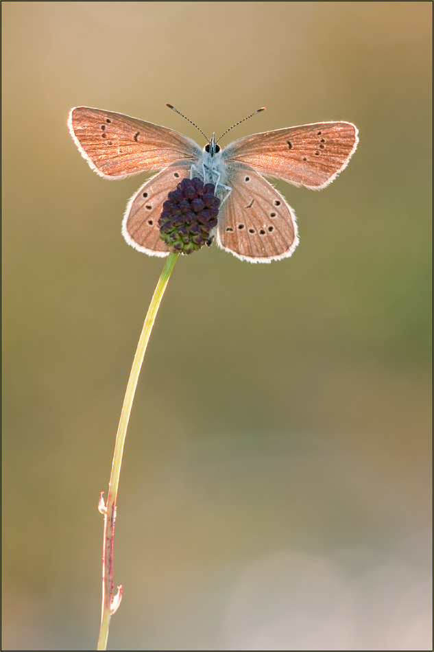 Lichtgestalt