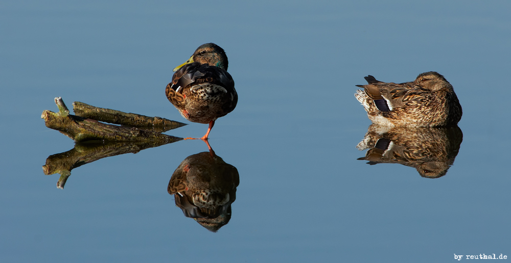 Spiegelenten