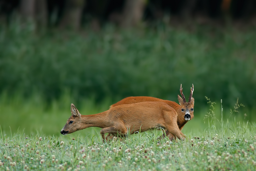 Rehwild (Forum für Naturfotografen)