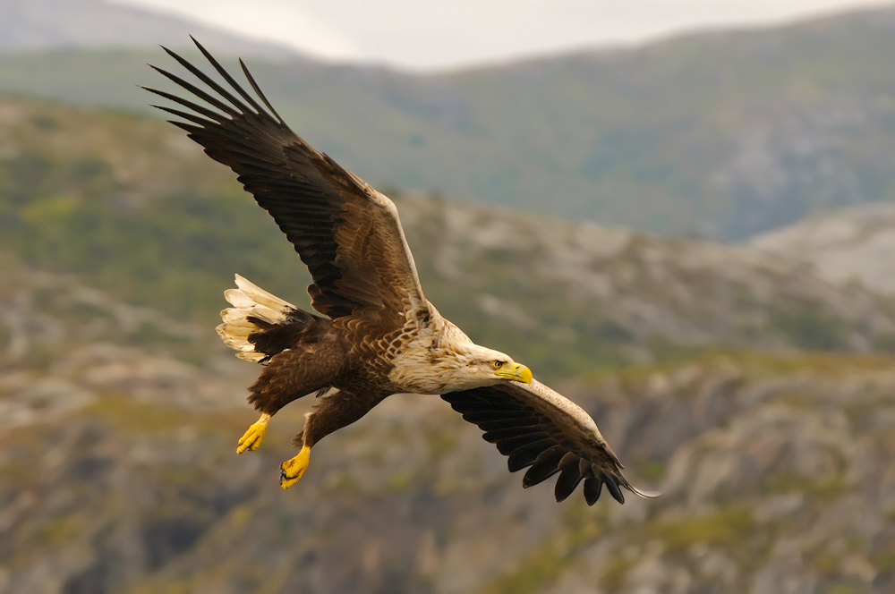 Im Anflug - Seeadler