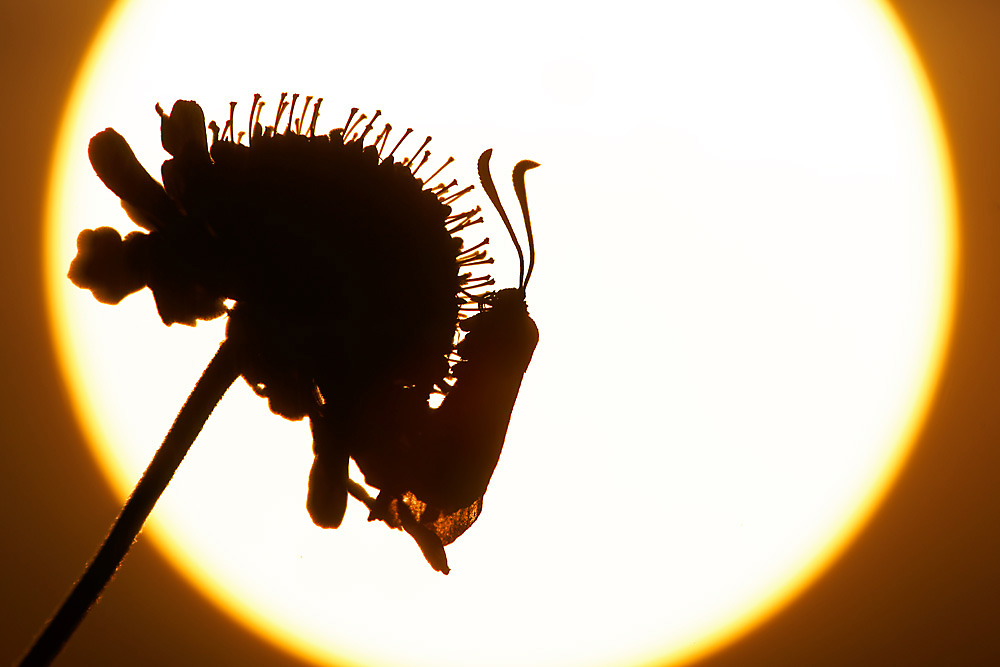 Im Sonnenaufgang