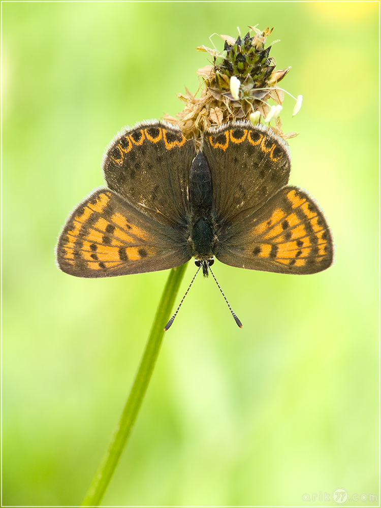 Brauner Feuerfalter - Lycaena tityrus