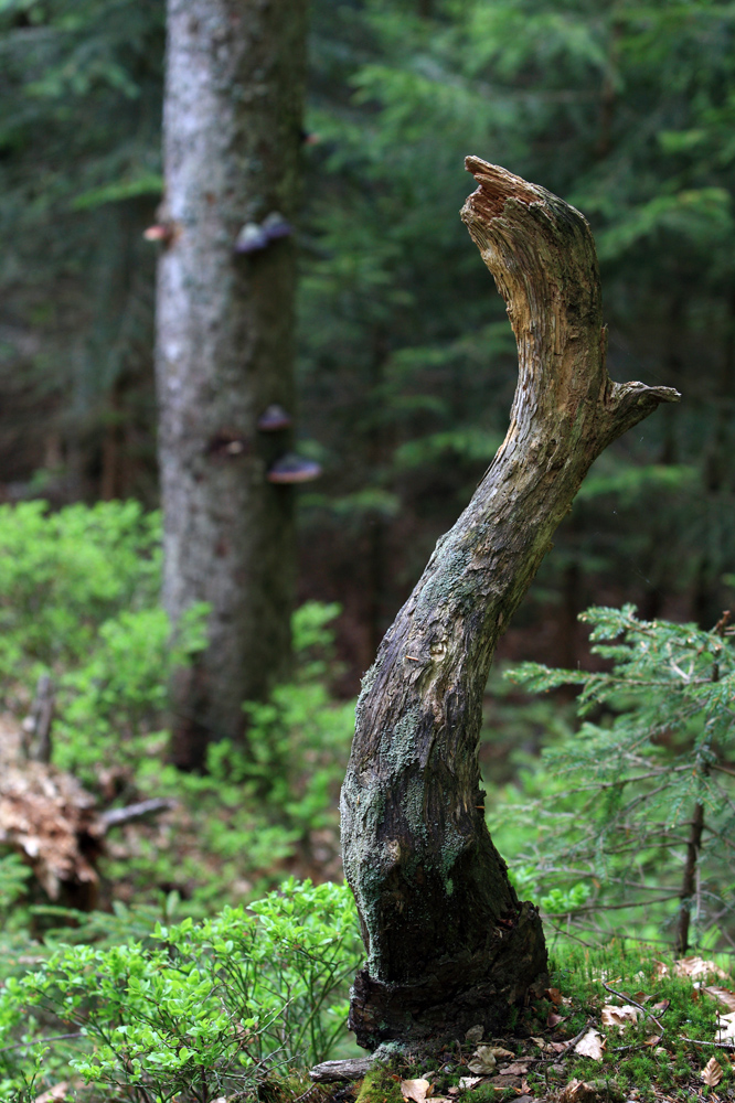 Die Natur ist ein Künstler...