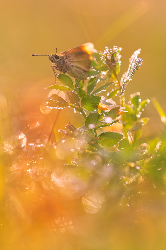 Sommersonnenaufgang in der Wiese