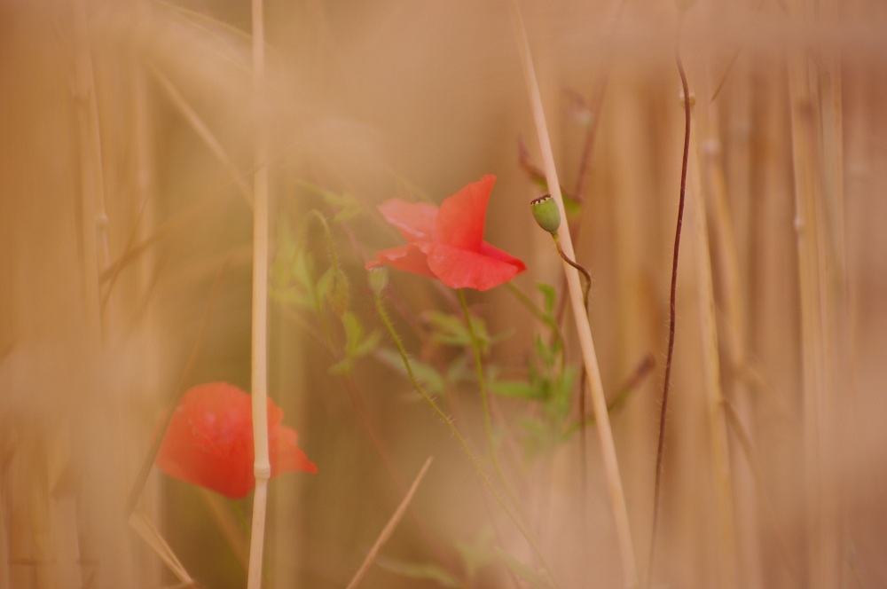 Mohnblume im Kornfeld