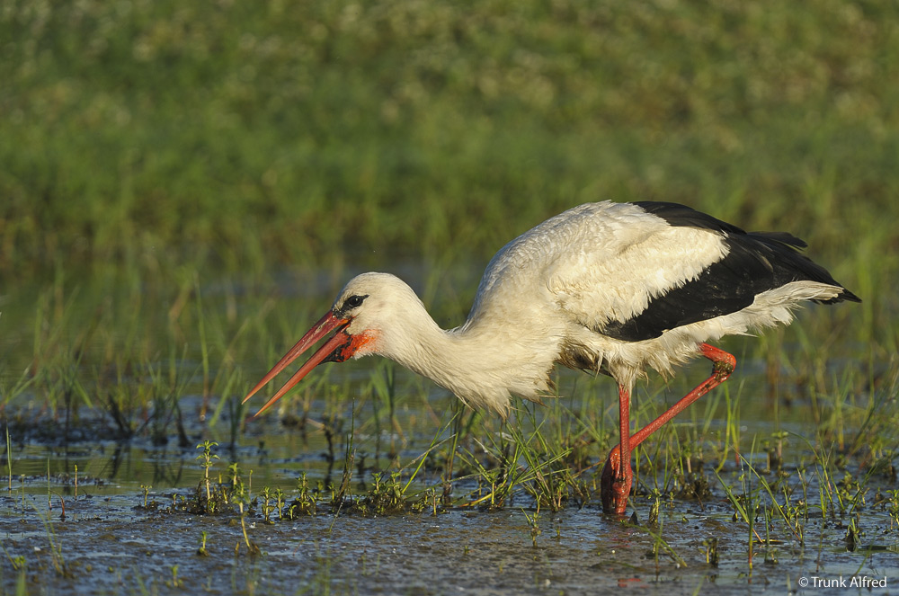 Storch (Forum für Naturfotografen)