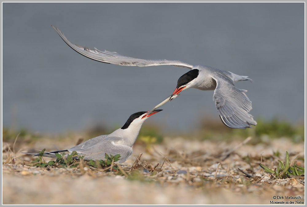 Flussseeschwalbe (Sterna hirundo)