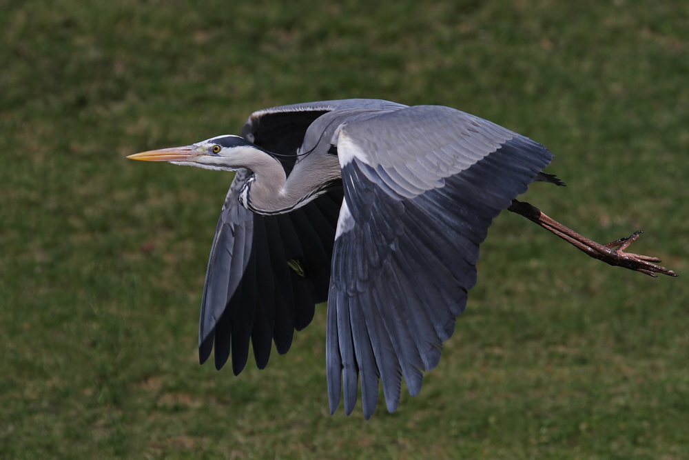 Flugschau