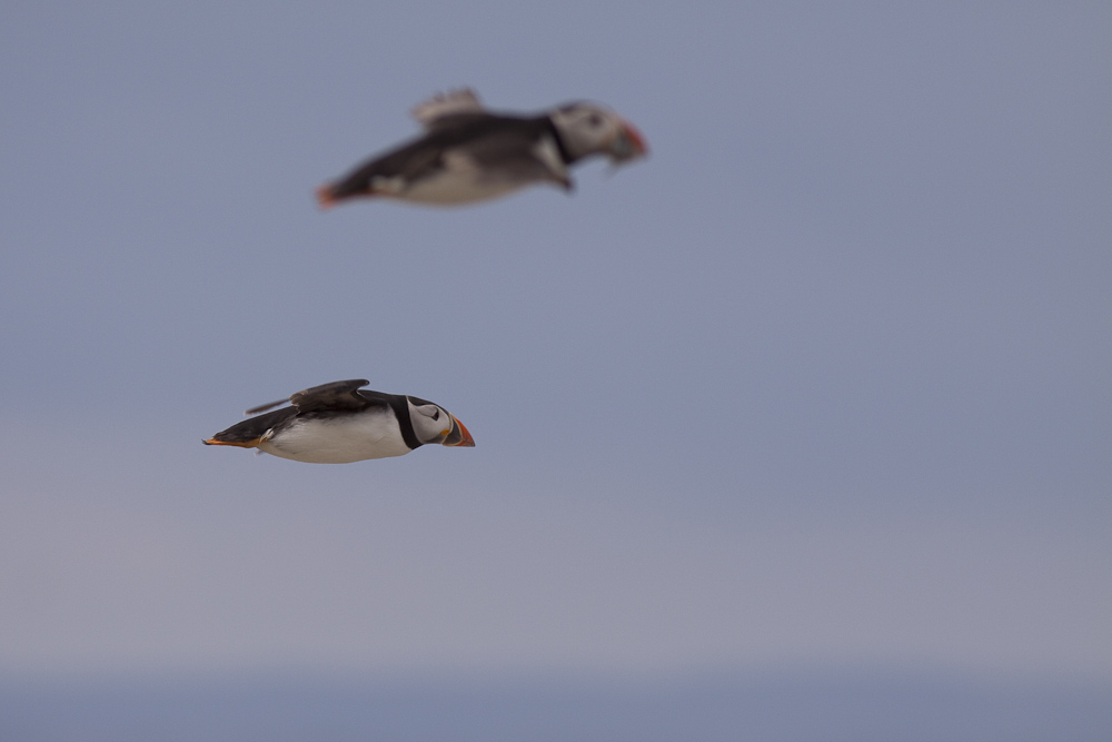 Papageientaucher im Flug