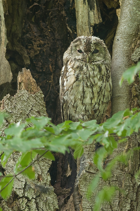 Waldkauz im Lebensraum!