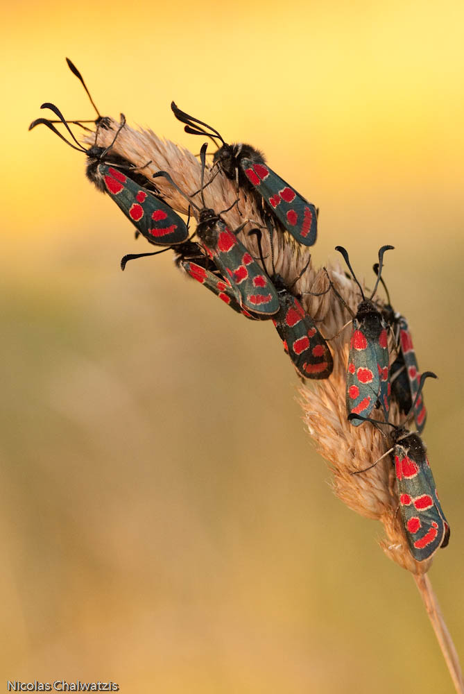Schlafgemeinschaft von Zygaena carniolica
