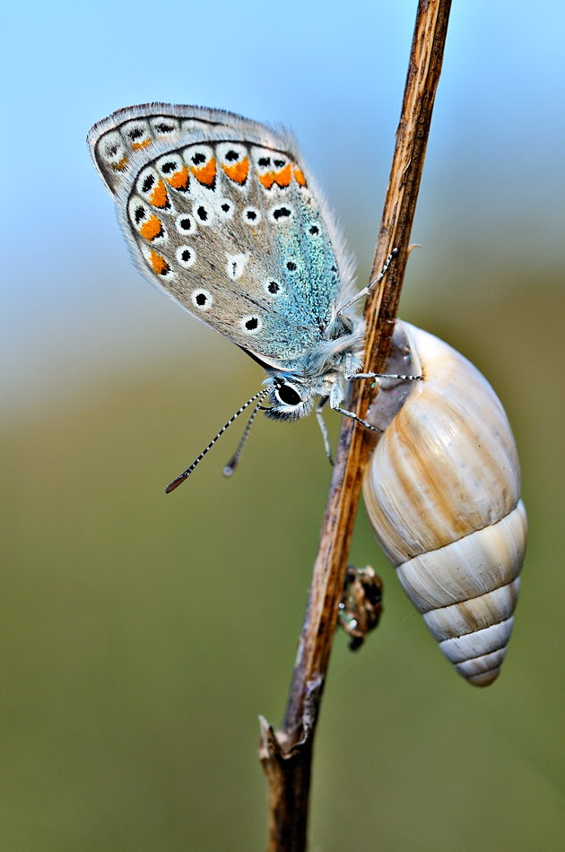 Farben und Formen am Badberg/Kaiserstuhl