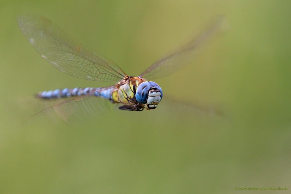 Aeshna affinis in Sachsen-Anhalt