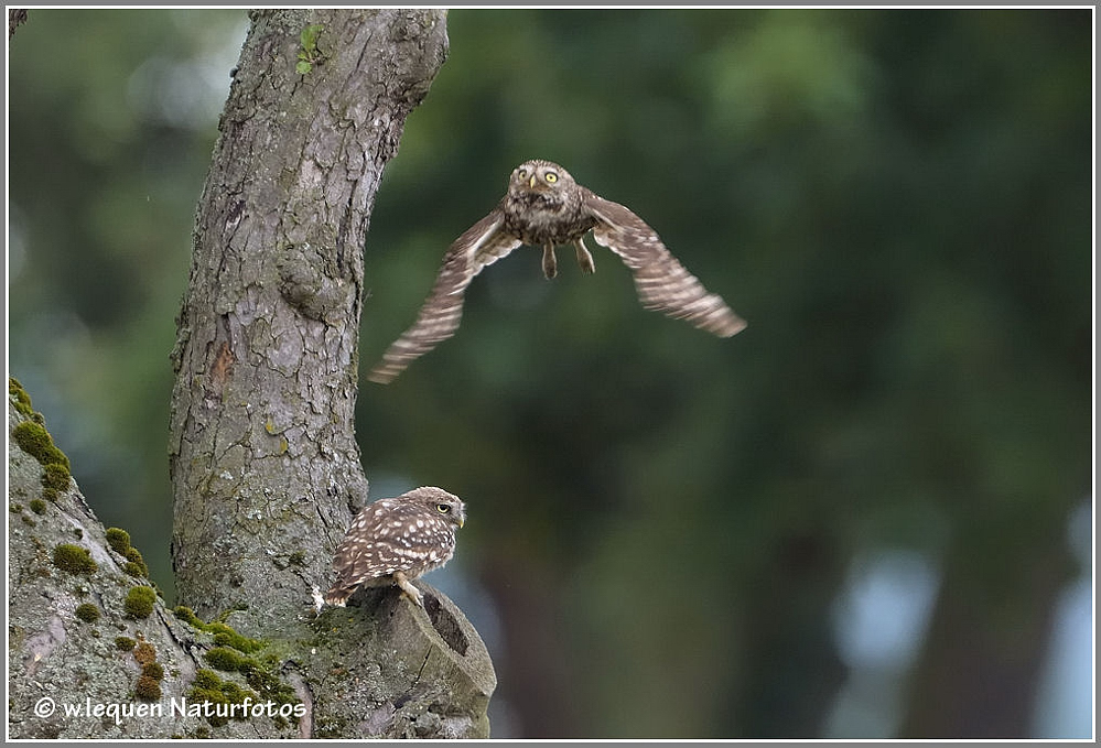 2 Steinkäuze   ( Athene noctua)  Wildlife