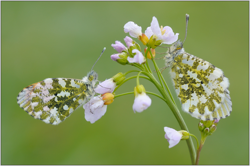Aurorafalter (Anthocharis cardamines)